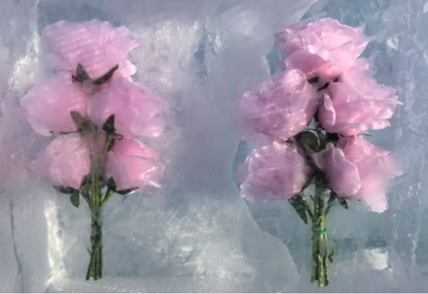 来哈尔滨冰雪大世界邂逅冰封玫瑰 开启梦幻浪漫之旅