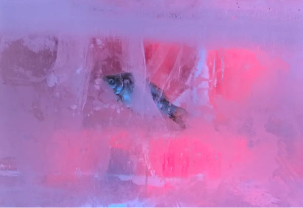 走啊！一起去哈尔滨冰雪大世界找鱼啊！