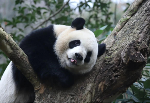 国宝“兄弟”冰城安家！大熊猫“芝士”“芝麻”顺利落户哈尔滨太阳岛